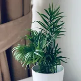 白い鉢に植えられ、明るい窓辺のサイドテーブルの上で細い葉を涼しげに広げるアレカヤシ