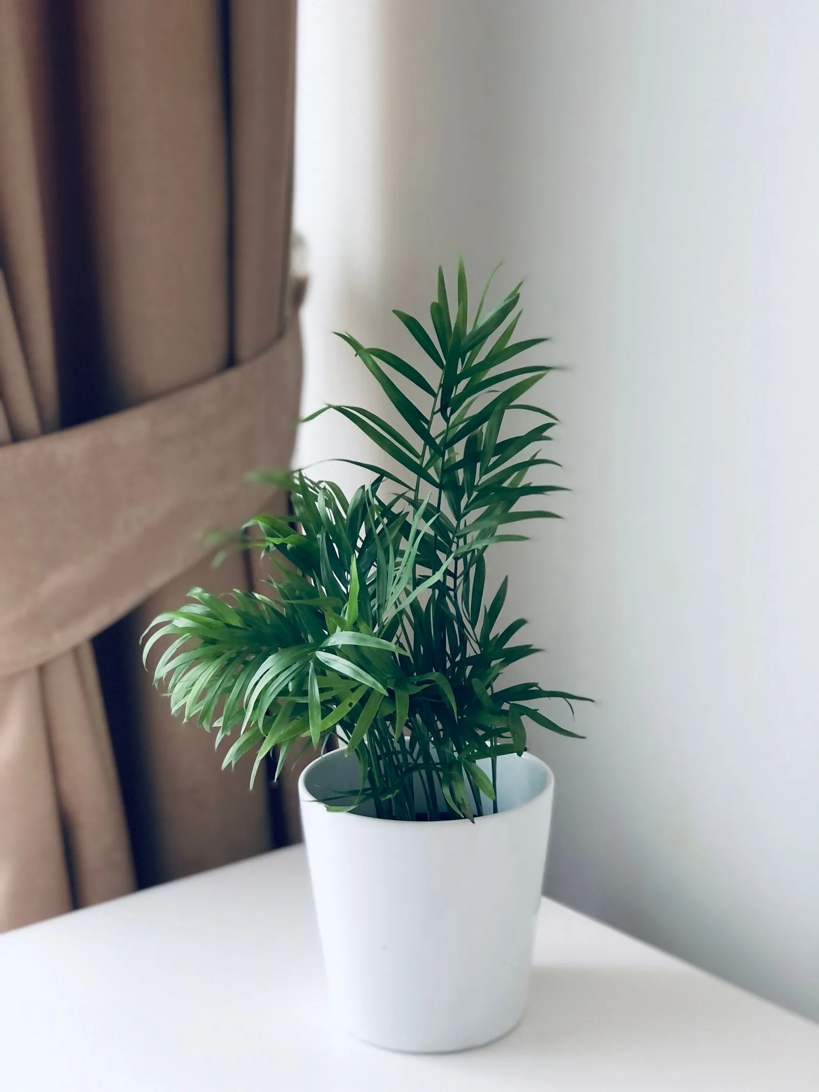 白い鉢に植えられ、明るい窓辺のサイドテーブルの上で細い葉を涼しげに広げるアレカヤシ