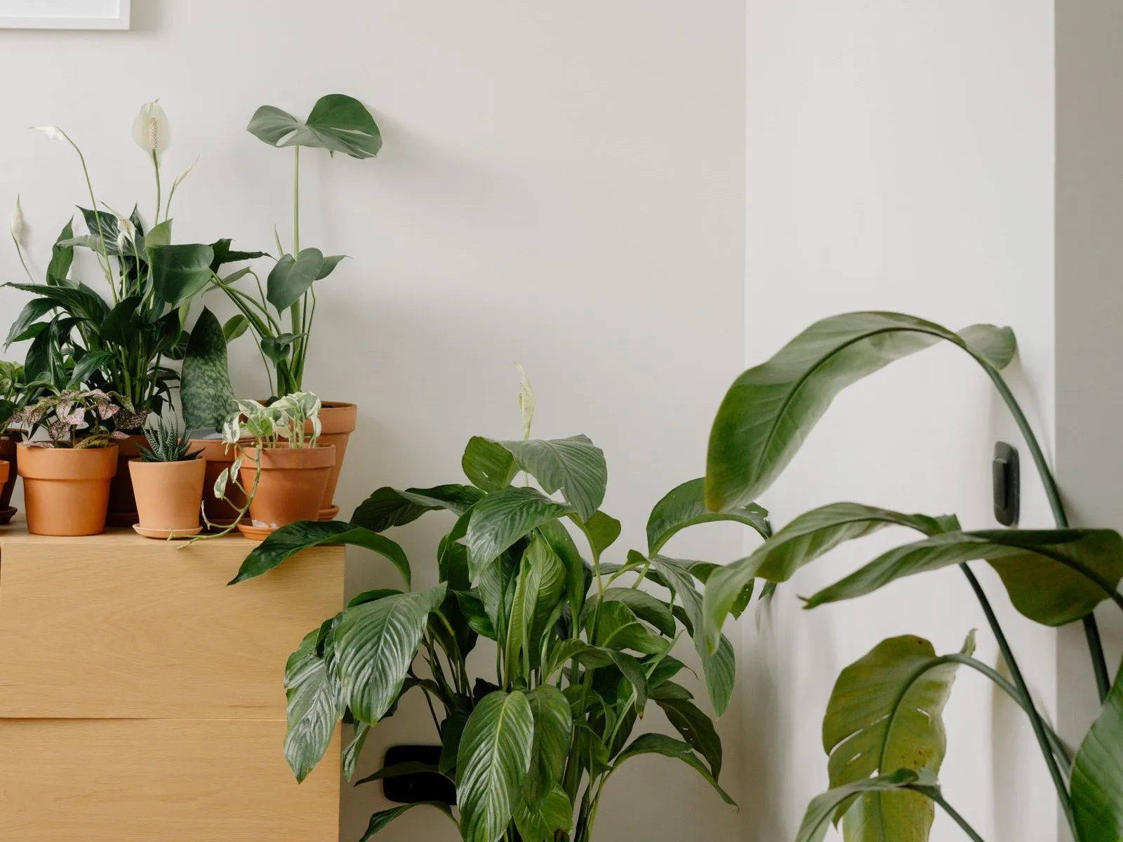 明るい白壁の部屋で、木製チェストの上にスパティフィラムやサンスベリアなど何鉢ものテラコッタ鉢が並び、床にも大きめの観葉植物が2鉢置かれている