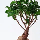 白い背景を大きく取り、上へまっすぐ伸びる枝先に茂る葉をアップで見せるガジュマル