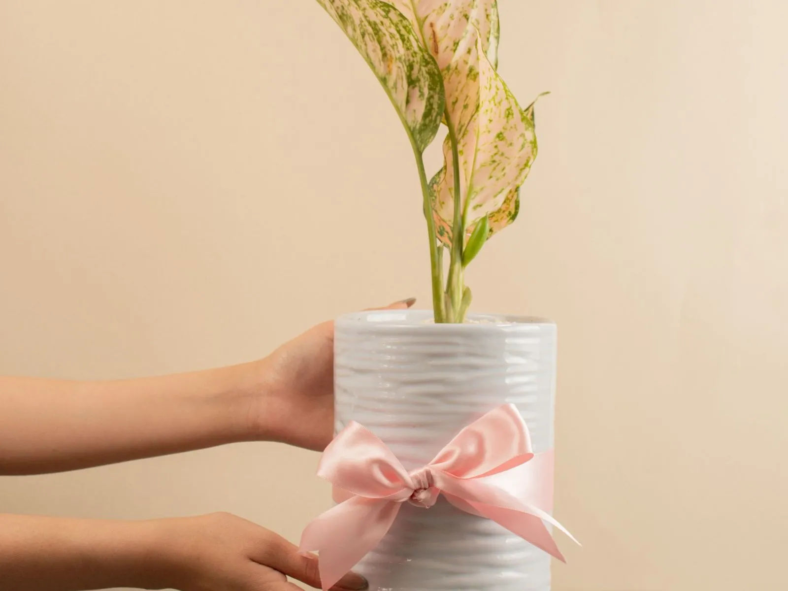 ピンクのリボンを結んだ白い陶器の鉢に、白と薄いピンクの斑が入った葉の植物が植わり、両手で差し出されている様子