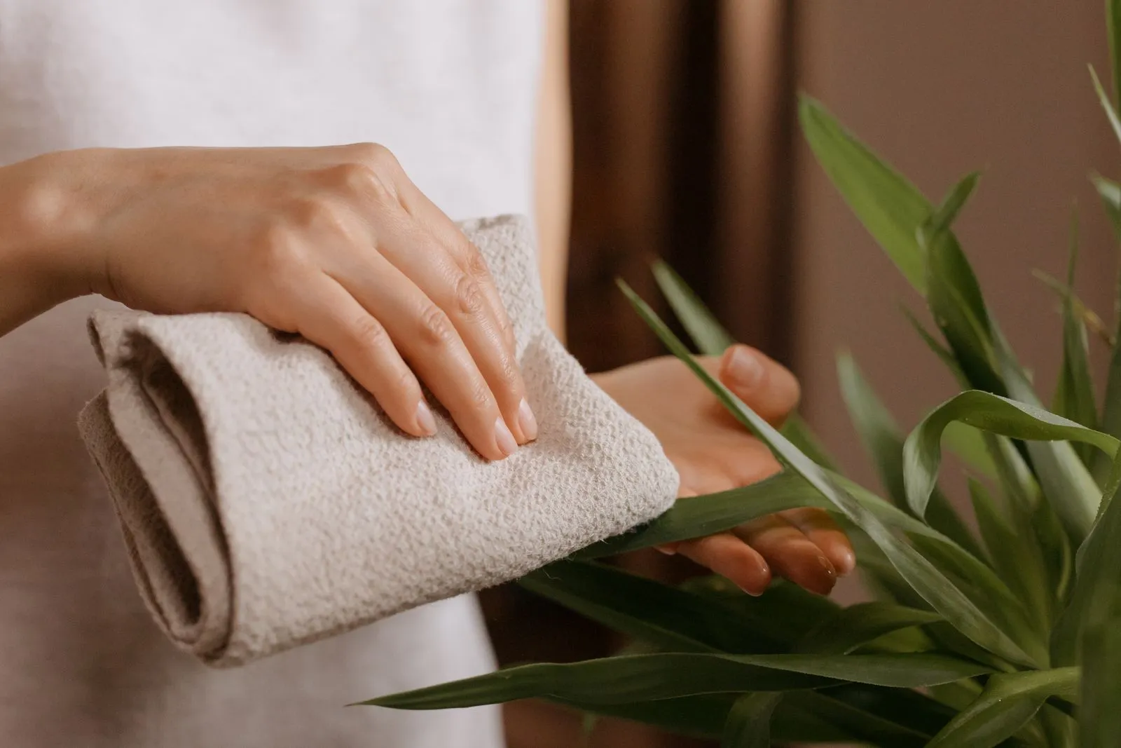 明るい室内で、細長い緑の葉をつけた観葉植物の葉を、手に持った布でやさしく拭いている様子