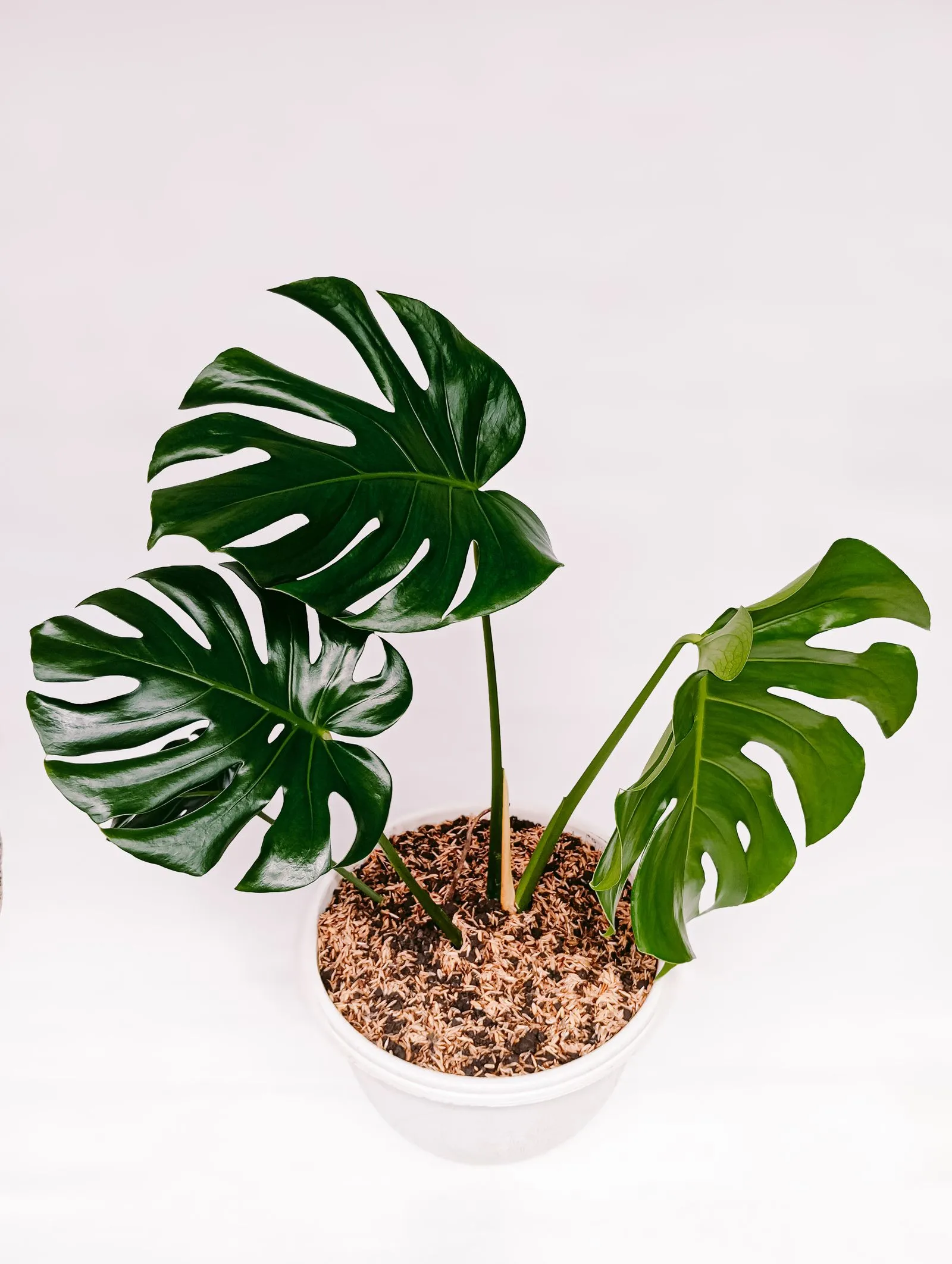 白い鉢に植えられ、白い背景の中で深い切れ込みの入った葉を広げるモンステラ
