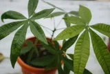 明るい背景の中、テラコッタ鉢に植えられた、手のひらを広げたような葉をつけるパキラ