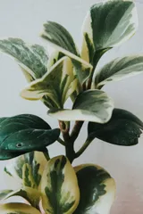 クリーム色と緑の斑入りの葉が明るく茂る、白い背景に置かれたペペロミア