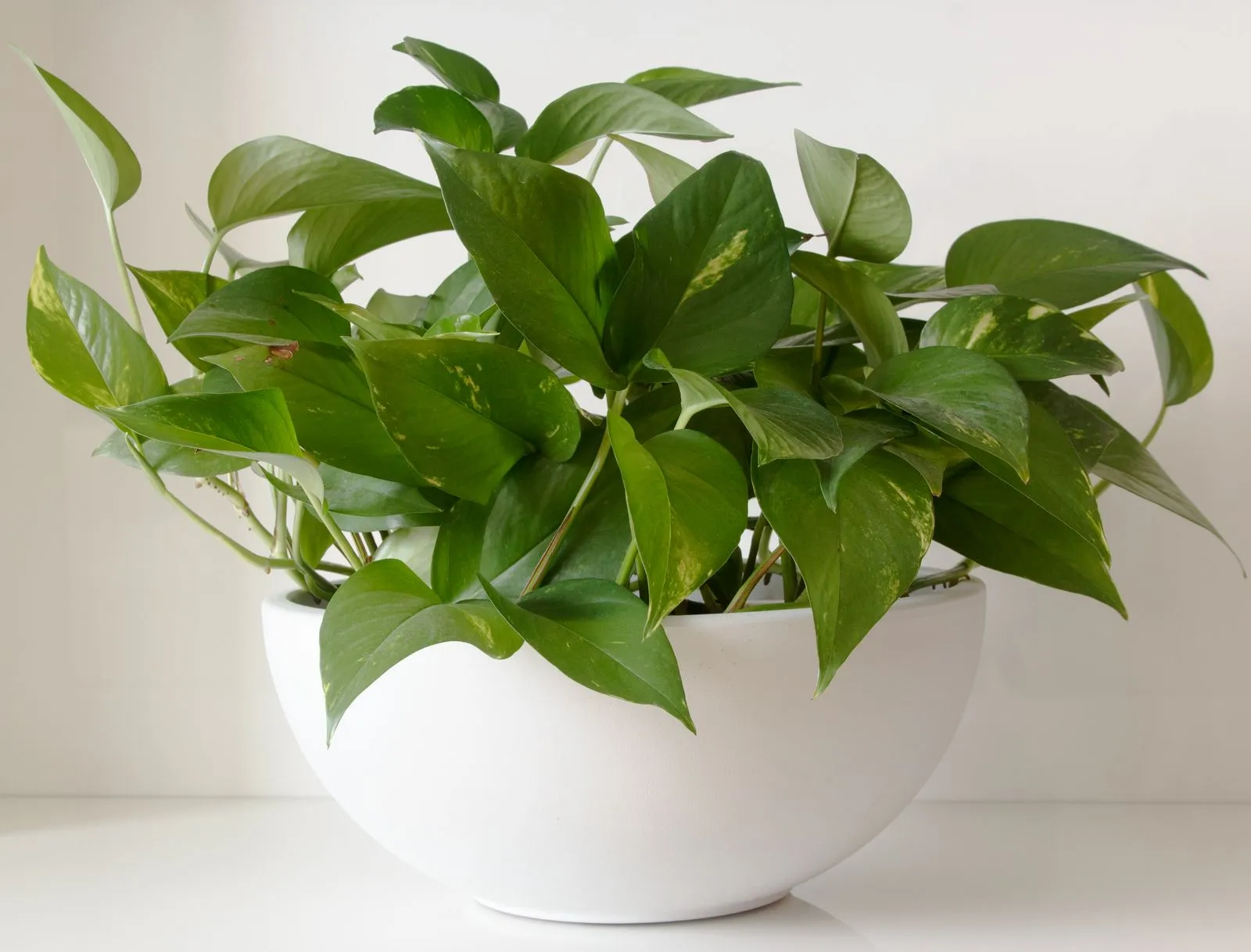 白いボウル型の鉢に植えられ、白い背景の中でハート形の葉を茂らせるポトス