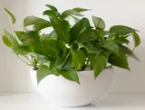 白いボウル型の鉢に植えられ、白い背景の中でハート形の葉を茂らせるポトス