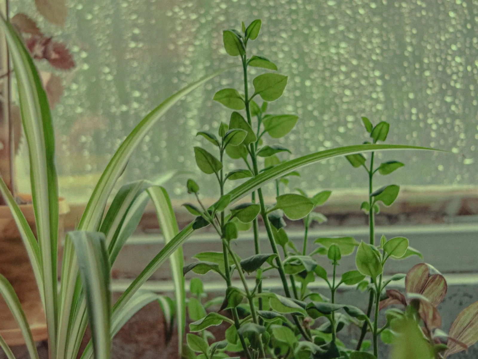 雨粒がびっしり付いた窓を背景に、白い縞の入った細長い葉や、小さな丸い葉をつけた細い茎の鉢植えが窓辺に並んでいる様子