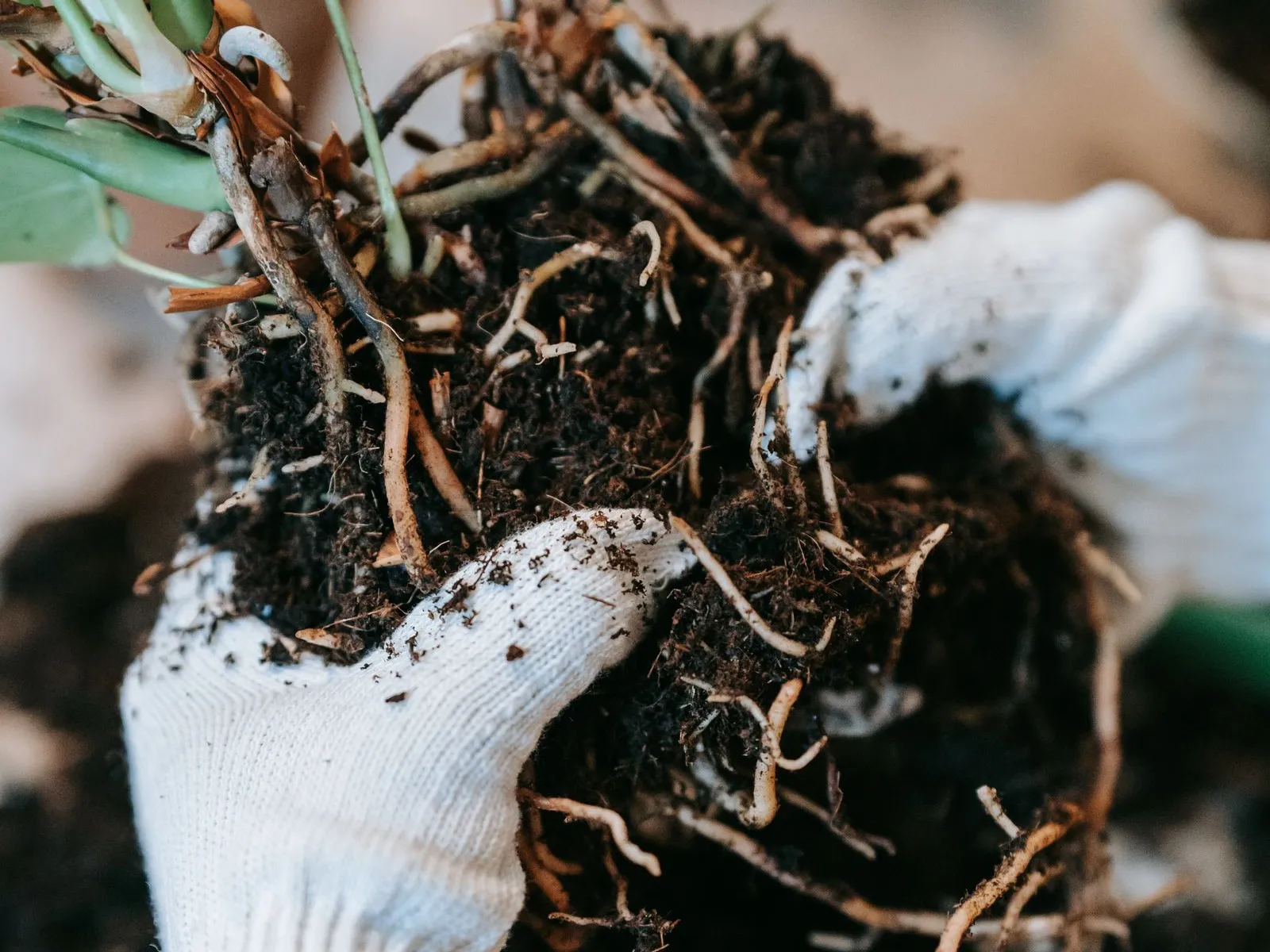 軍手をした手が、鉢から抜いた植物の根鉢を持ち上げ、土からほぐれた根と茎の下部が見えている様子