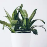 白い鉢に植えられ、白い背景の中で肉厚の葉をまっすぐ上へ伸ばすサンスベリア