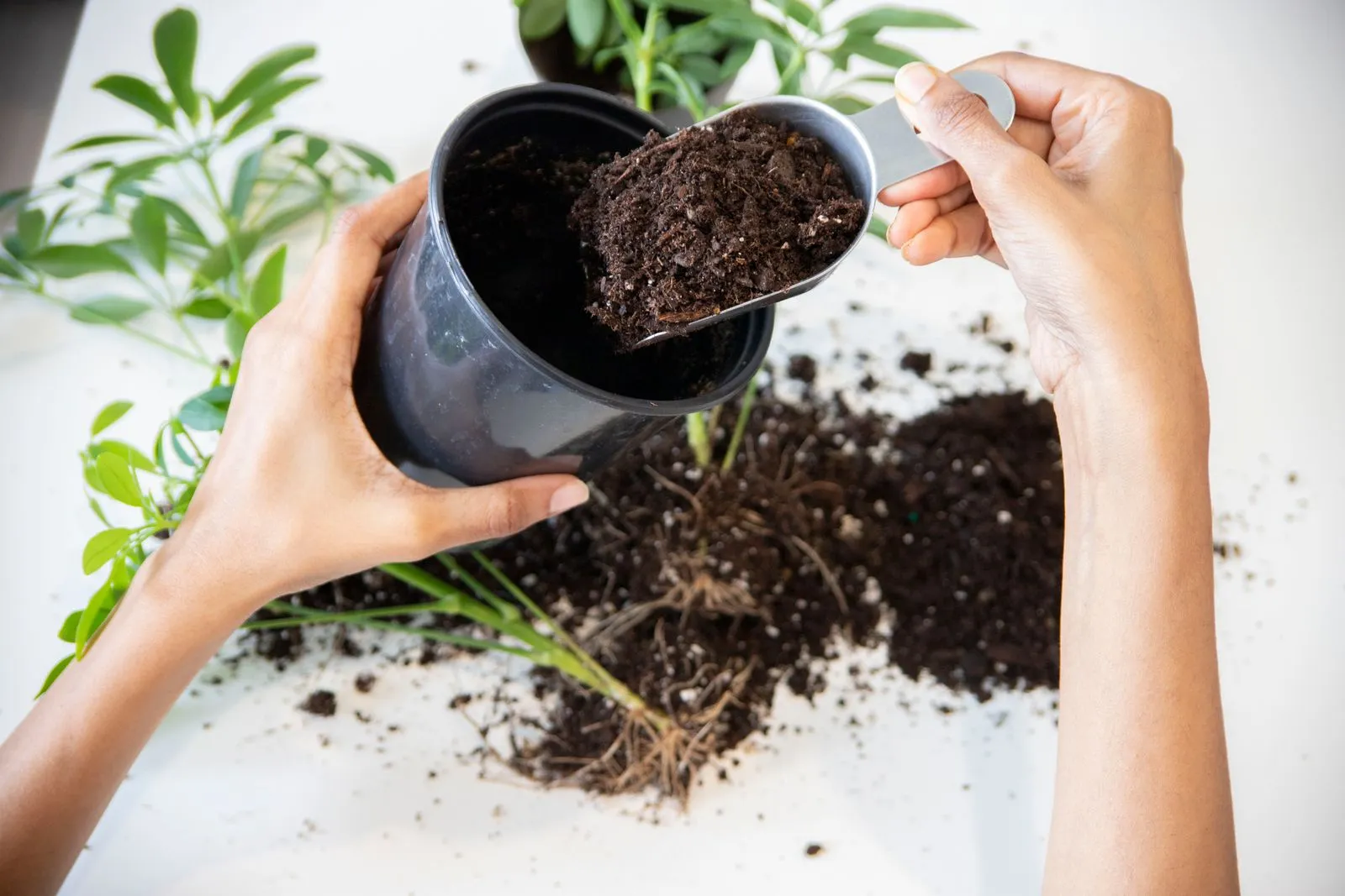 白い机の上で、根がむき出しになった観葉植物を持ち上げ、こんもりと盛られた黒い土を鉢へ入れようとしている手元