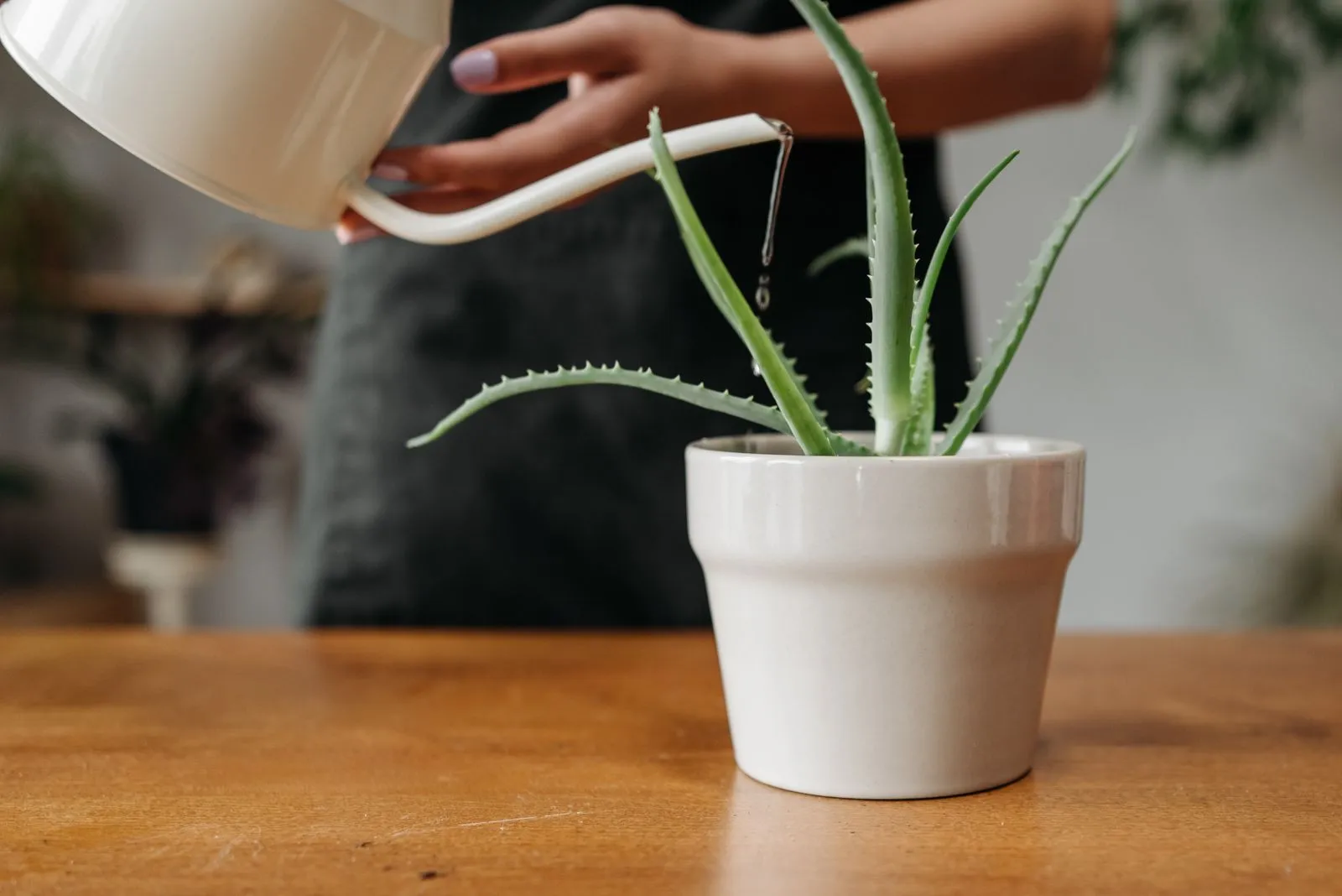 明るい部屋の木のテーブルの上で、白い鉢に植えられた植物へ、細口のじょうろから水を注いでいる手元